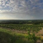 North Texas Wineries & Vineyards Tour & Tastings - A Detailed Look at the North Texas Wineries & Vineyards Tour & Tastings