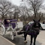 NYC: Amazing Central Park Horse and Carriage Ride with Guide - Practical Details