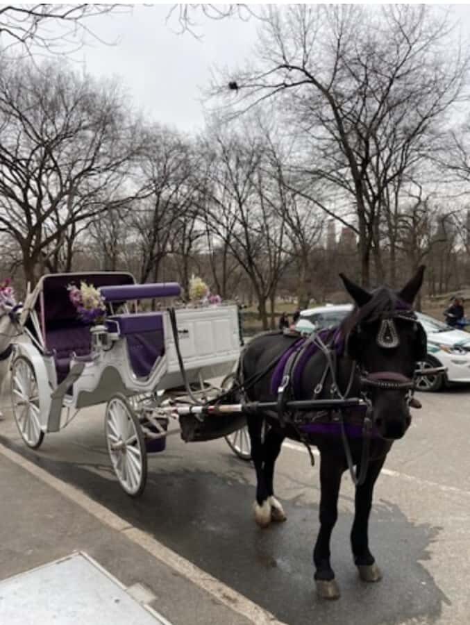 NYC: Amazing Central Park Horse and Carriage Ride with Guide - Practical Details