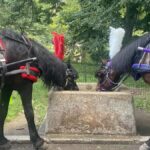 NYC Central Park Horse Drawn Carriage Ride - A Detailed Look at the Central Park Horse-Drawn Carriage Ride