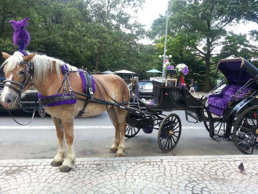 NYC: Long Central Park Horse Carriage Ride with Photo Stop - Why This Ride Is a Great Choice