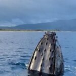 Oahu Boat Tour Ko Olina Experience - Who Should Consider This Tour?