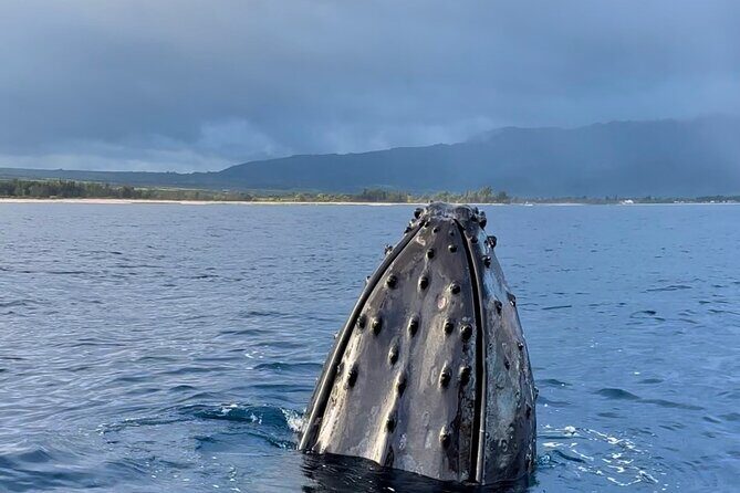 Oahu Boat Tour Ko Olina Experience - Who Should Consider This Tour?