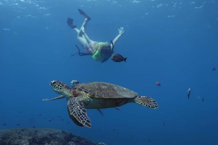 Oahu: Dolphin Watching & Turtle Snorkeling with Waterslide - Who This Tour Is Perfect For