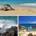 Oahu Island Tour: 13 ppl Max, Snorkel at Turtle Beach + Lunch - Practicalities and Logistics