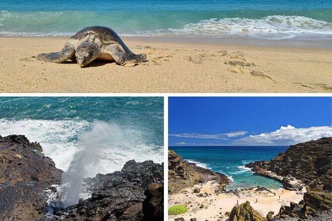 Oahu Island Tour: 13 ppl Max, Snorkel at Turtle Beach + Lunch - Practicalities and Logistics