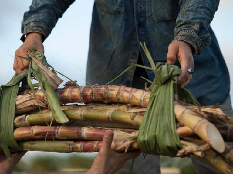 Oahu: K Hana Agricole Rum Distillery Tour and Tasting - Who Will Appreciate This Tour?