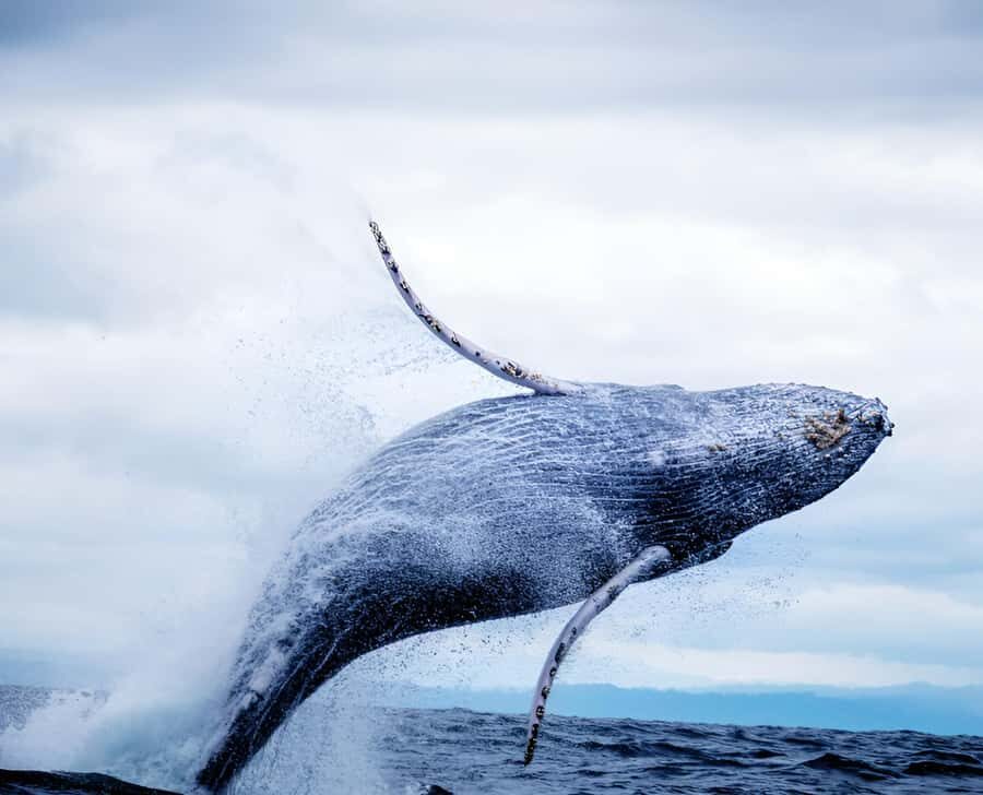 Oahu: Small-Group Whale Watching Sail with Local Crew - The Itinerary: What to Expect