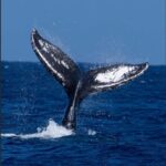 Oahu: Sunset Humpback Whale Watching Tour - A Balanced Look: What to Expect