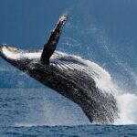Oahu Whale Watching Catamaran Sail Experience - A Detailed Breakdown of the Experience