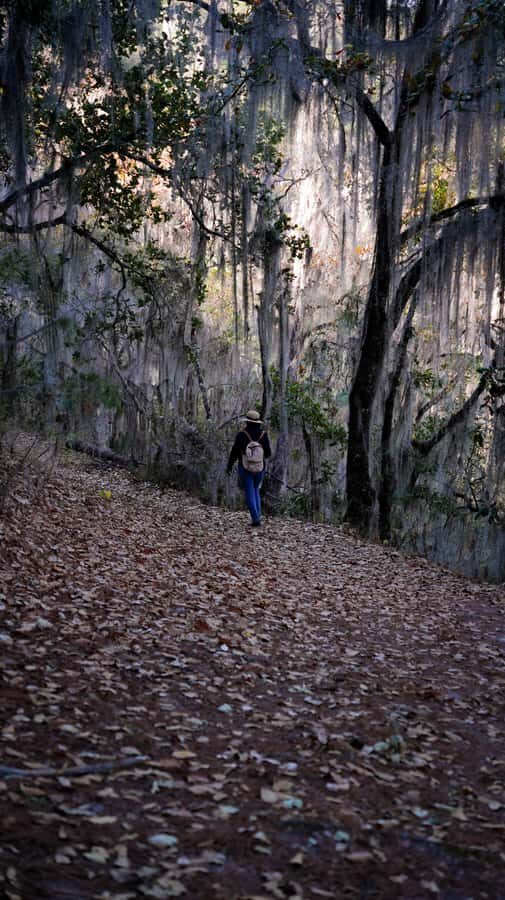 Oaxaca: Hiking Tour In the Sierra Norte With Lunch - Practical Details and Why They Matter