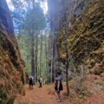 Oaxaca: Pueblos Mancomunados Hiking Tour - Exploring Cuajimoloyas: A Deep Dive