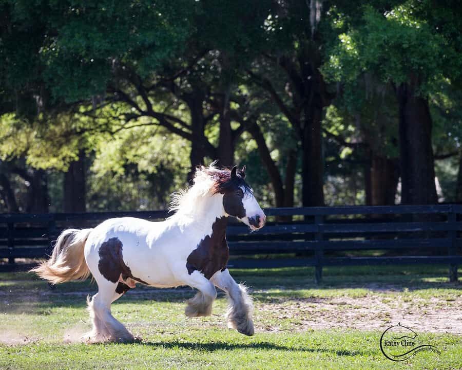 Ocala: Gypsy Gold Horse Farm Horses & History Tour - FAQ