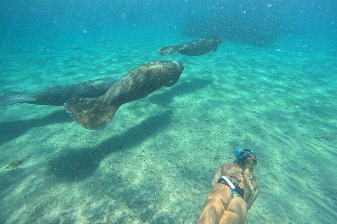 Ocean Ridge Snorkeling and Freediving Activity - Why This Tour Offers Good Value