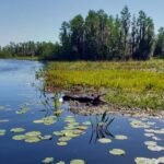 Okefenokee Swamp: Guided Boat Tour with a Local Naturalist - Who Will Appreciate This Tour Most?