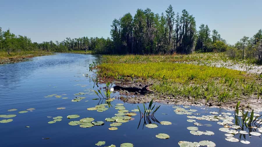 Okefenokee Swamp: Guided Boat Tour with a Local Naturalist - Who Will Appreciate This Tour Most?