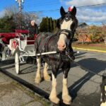 Old fashioned Horse Drawn Caroling Tour - Why We Think This Tour Is Worth Considering