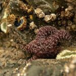 Olympic Full Day Small Group Tour & Hike - Discovering Olympic National Park: A Practical Review