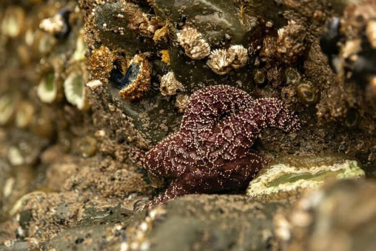 Olympic Full Day Small Group Tour & Hike - Discovering Olympic National Park: A Practical Review