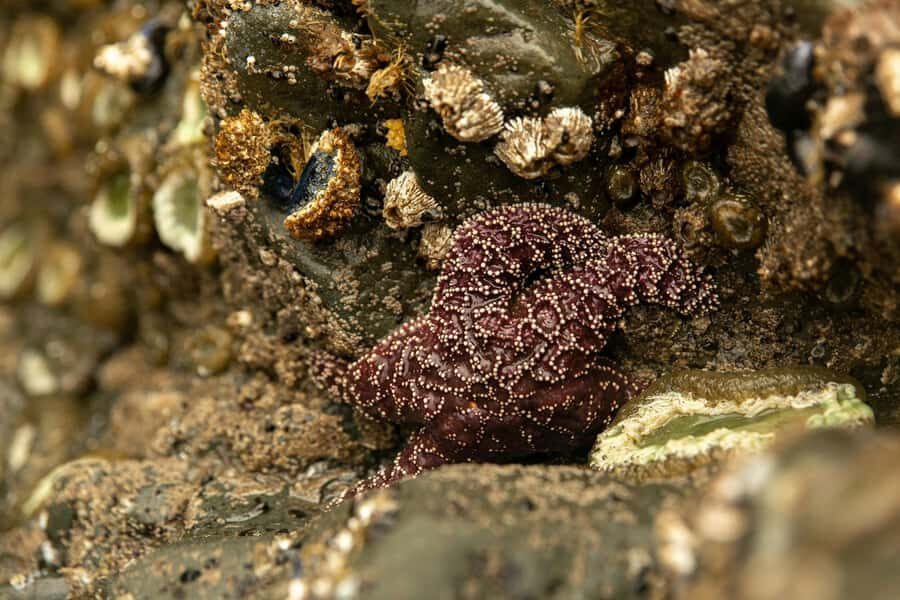 Olympic Full Day Small Group Tour & Hike - Discovering Olympic National Park: A Practical Review