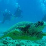 One Tank Boat Dive - Sea Turtles & Tropical Reef - A Deep Dive into the "One Tank Boat Dive"
