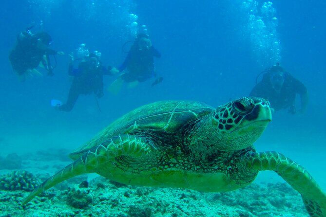 One Tank Boat Dive - Sea Turtles & Tropical Reef - A Deep Dive into the "One Tank Boat Dive"