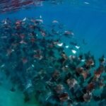 Open Ocean Safari: looking for orcas, dolphins & more - Authentic Encounters and Expert Guidance