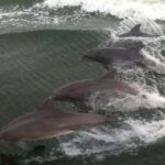 Orange Beach: Dolphin Cruise - The Route and What You’ll See
