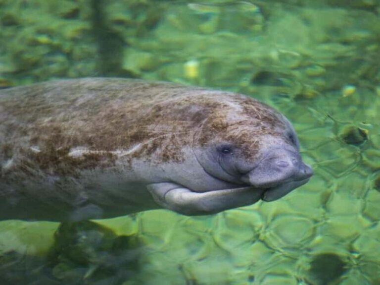 Orange City: Blue Spring State Park St. Johns River Cruise - What to Expect on the Cruise