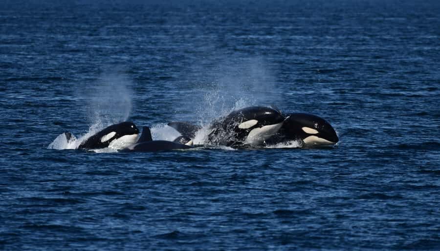 Orcas Island: Orca Whales guaranteed boat tour - Who Is This Tour Best For?
