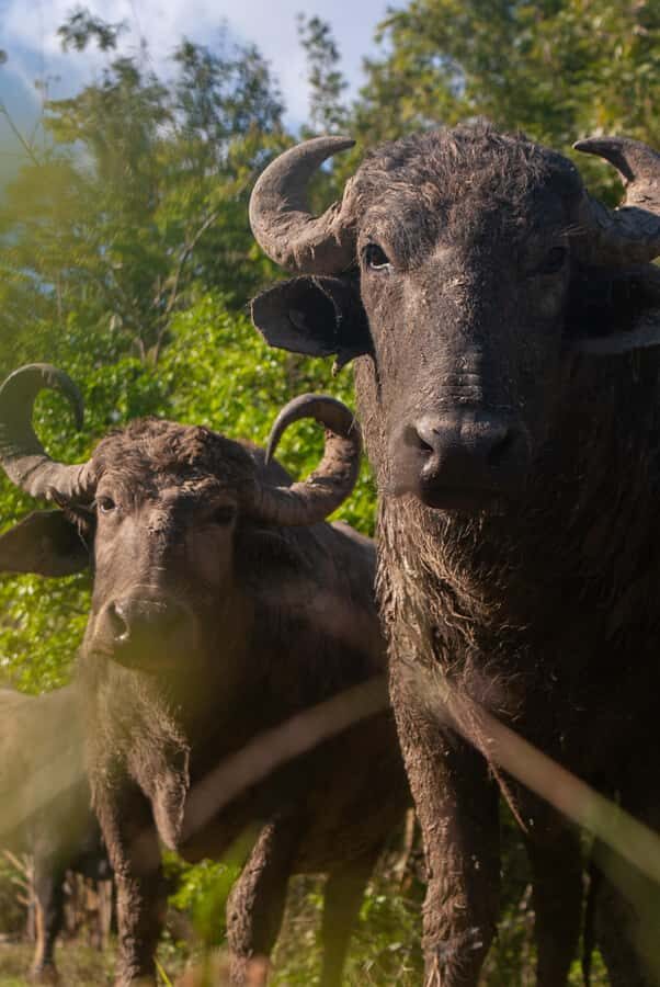 Palenque: waterfalls, buffalo, & birdwatching, a soulful immersion - Why This Tour Stands Out