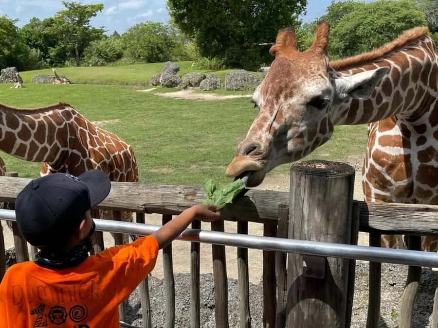 Passin Miami: 30+ Attractions, eSIM & 1-Way Airport Transfer - A Close Look at the Itinerary and Attractions