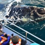 Peninsula Valdes Tour with Optional Whale Watching - The Sum Up