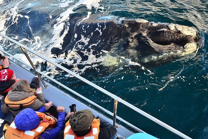 Peninsula Valdes Tour with Optional Whale Watching - The Sum Up