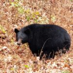 Pigeon Forge: Smokies Adventure Loop Guided Tour - An In-Depth Look at the Smokies Adventure Loop Guided Tour