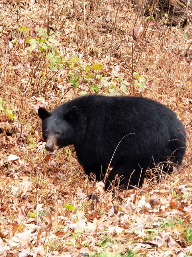 Pigeon Forge: Smokies Adventure Loop Guided Tour - An In-Depth Look at the Smokies Adventure Loop Guided Tour