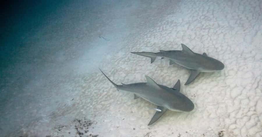 Playa del Carmen: Bull Shark Encounter - An In-Depth Look at the Playa del Carmen Bull Shark Encounter