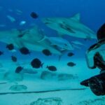 Playa del Carmen: Bull Sharks Encounter & Reef - 2 Dives - Practicalities and Value