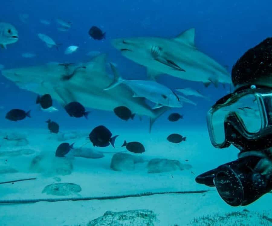 Playa del Carmen: Bull Sharks Encounter & Reef - 2 Dives - Practicalities and Value