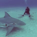 Playa del Carmen: Insane Bull Shark Dive Adventure nov-feb - Why This Tour Offers Real Value