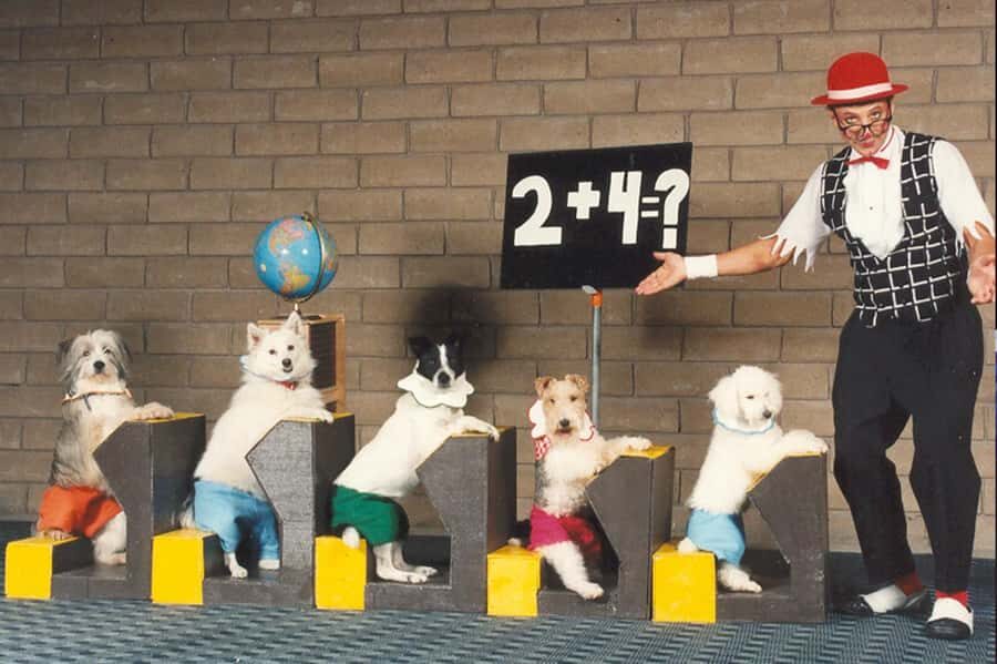 Popovich Comedy Pet Theater in Las Vegas - A Detailed Look at the Popovich Comedy Pet Theater Experience