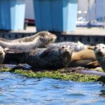 Poulsbo: Liberty Bay Guided Kayak Tour with Wildlife - A Detailed Look at the Poulsbo Kayak Tour