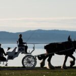Premier Horse-Drawn Carriage Experience in Victoria - The Practicalities: What to Expect