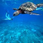Premium Private Maui Snorkel Adventure with Turtles + Picnic - An In-Depth Look at the Maui Snorkel Experience