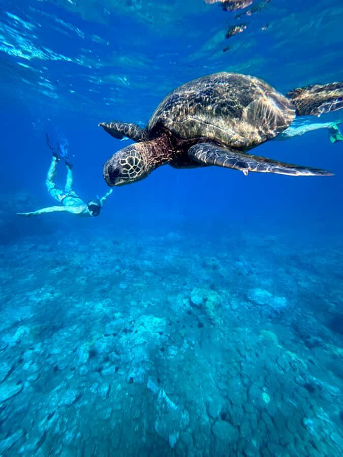 Premium Private Maui Snorkel Adventure with Turtles + Picnic - An In-Depth Look at the Maui Snorkel Experience