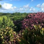 Princeville: Guided Botanical Gardens and Chocolate Tour - Final Thoughts: Is It Worth It?
