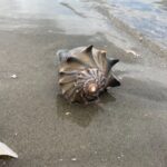 Private 2 Hour Morris Island and River Cruise - FAQ