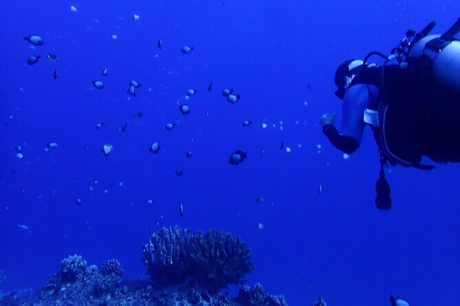 Private 2 Tank Dive at Molokini Crater Certified Divers Only - Who Would Love This Tour?