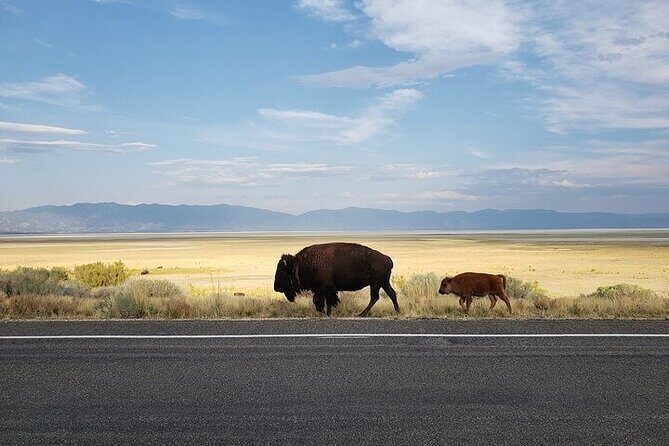 Private Antelope Island State Park Tour - FAQs