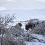 Private, Bespoke Yellowstone Winter Wildlife Photo Safaris - The Photography Experience